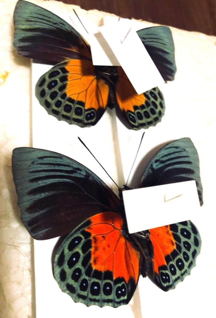 蝶標本　ベアタミイロタテハ　2♂