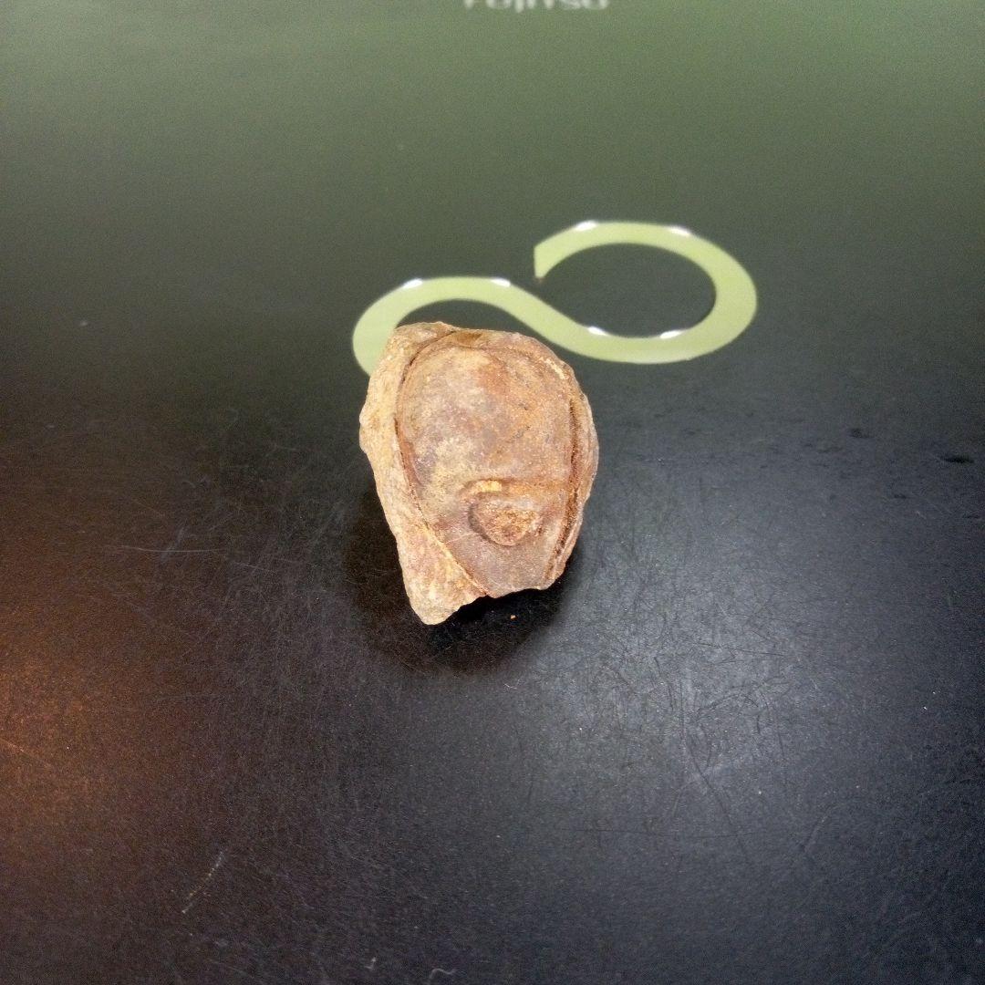 三葉虫　南米産　化石　fossil　ボリビア産　trilobite　南米化石郡⑨