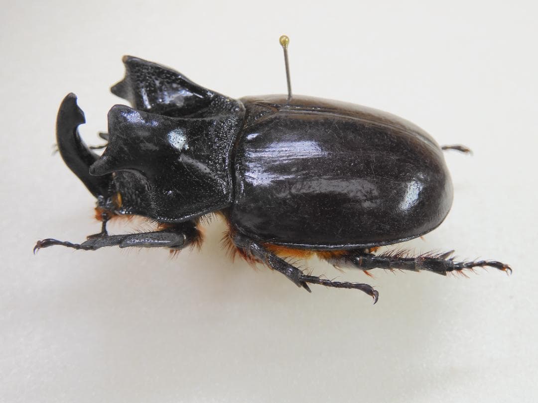 ラオス産　特大　ロブストスサイカブト　45mm