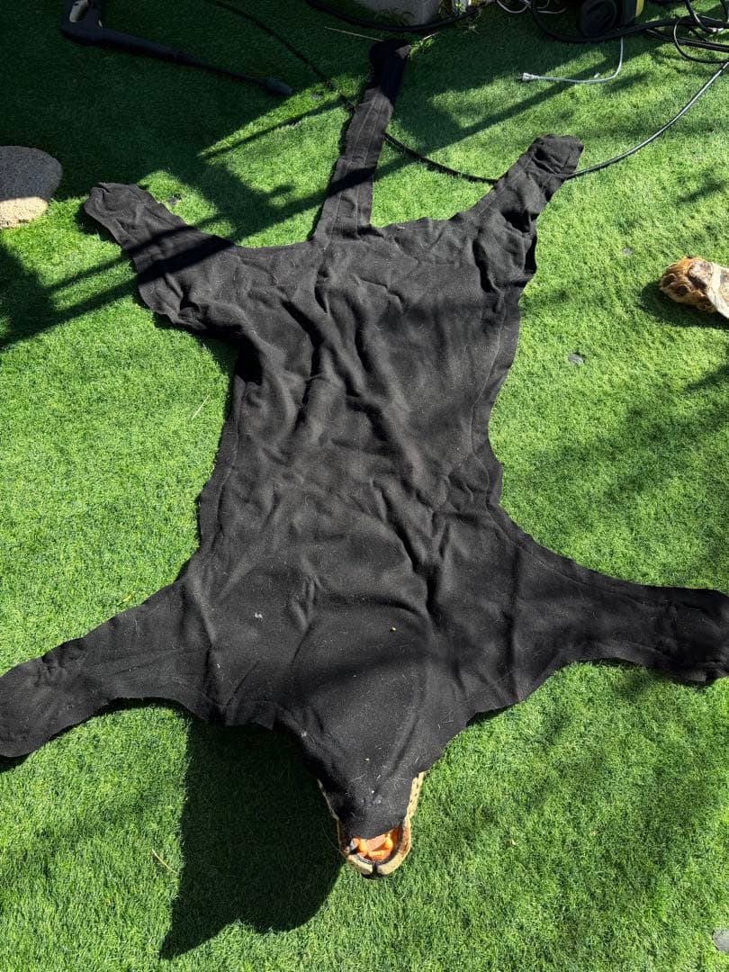 ヒョウの剥製 大型