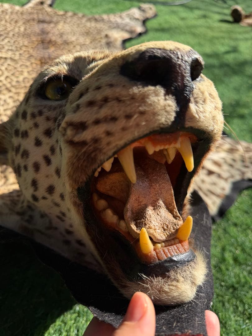 ヒョウの剥製 大型