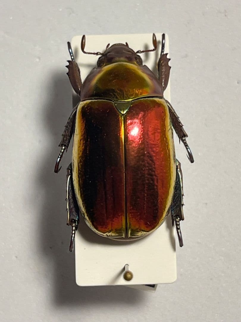 【29mm】多分クリサルギレアプラチナコガネ レッドフォーム標本