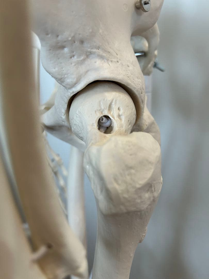 3B Scientific フランク・可動性改良型　人体骨格模型　最終価格