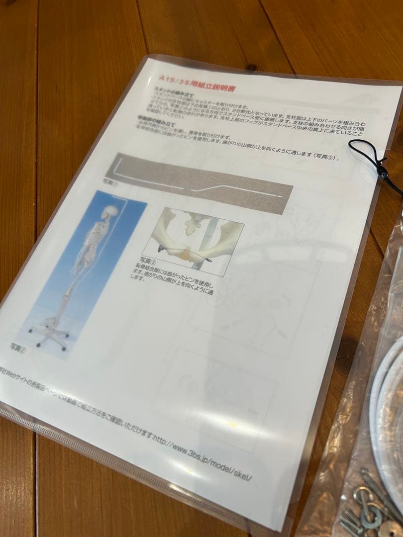 3B Scientific フランク・可動性改良型　人体骨格模型　最終価格