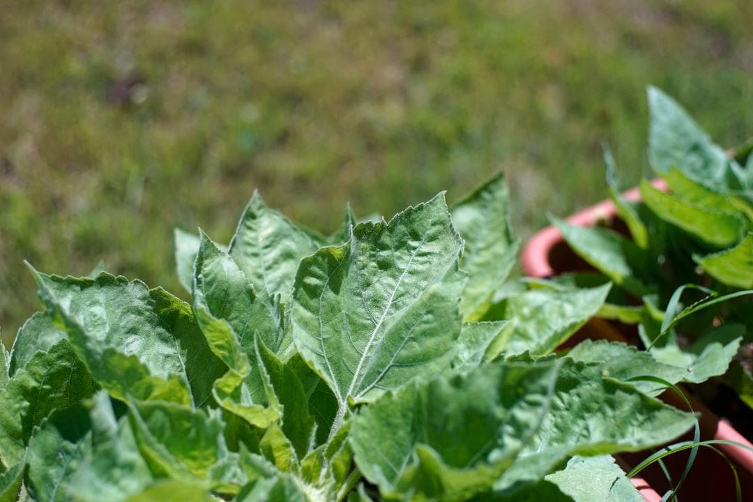 RICOH XR RIKENON 50mm f2 L Kマウント 整備済 完動品