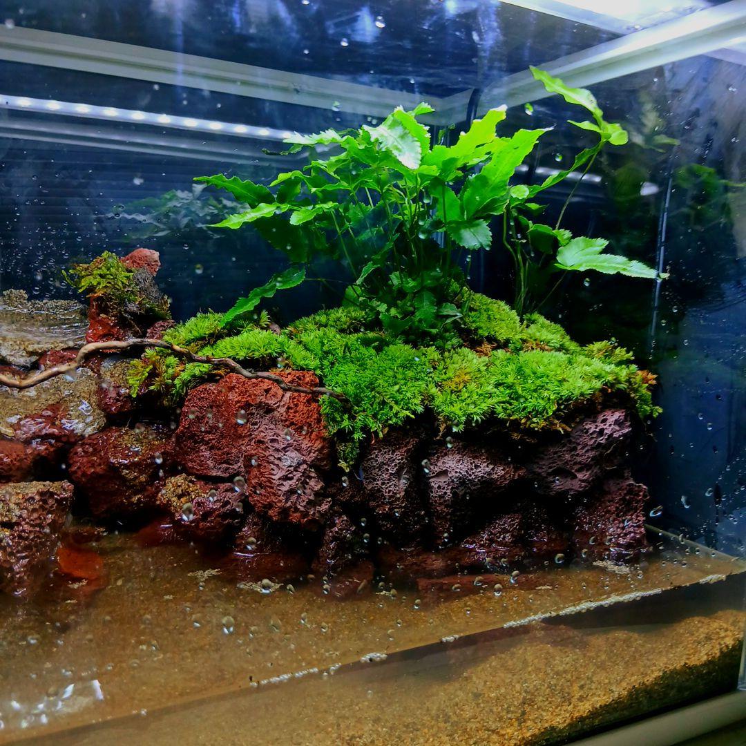 アクアテラリウム 滝 完成品 GEX 赤溶岩石レイアウト