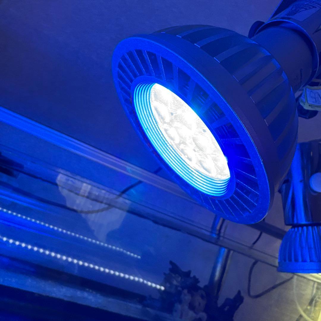 Grassy LeDioRX122c.DP 交換球