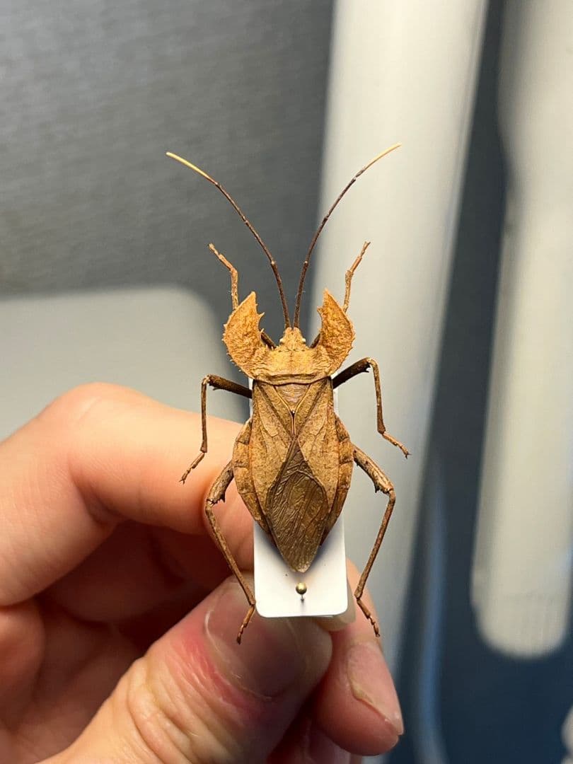 【極美展足】オウサマヘリカメムシに酷似のカメムシ サシガメ甲虫昆虫標本ハムシ