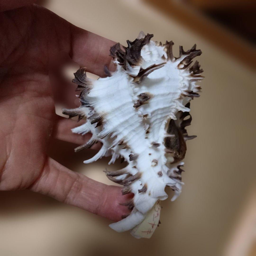 貴重♡♡天然貝殻型装飾品