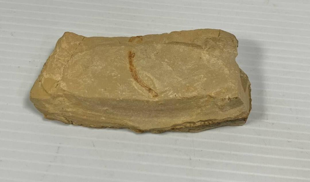 カンブリア紀 Cricocosmia jinningensis 化石