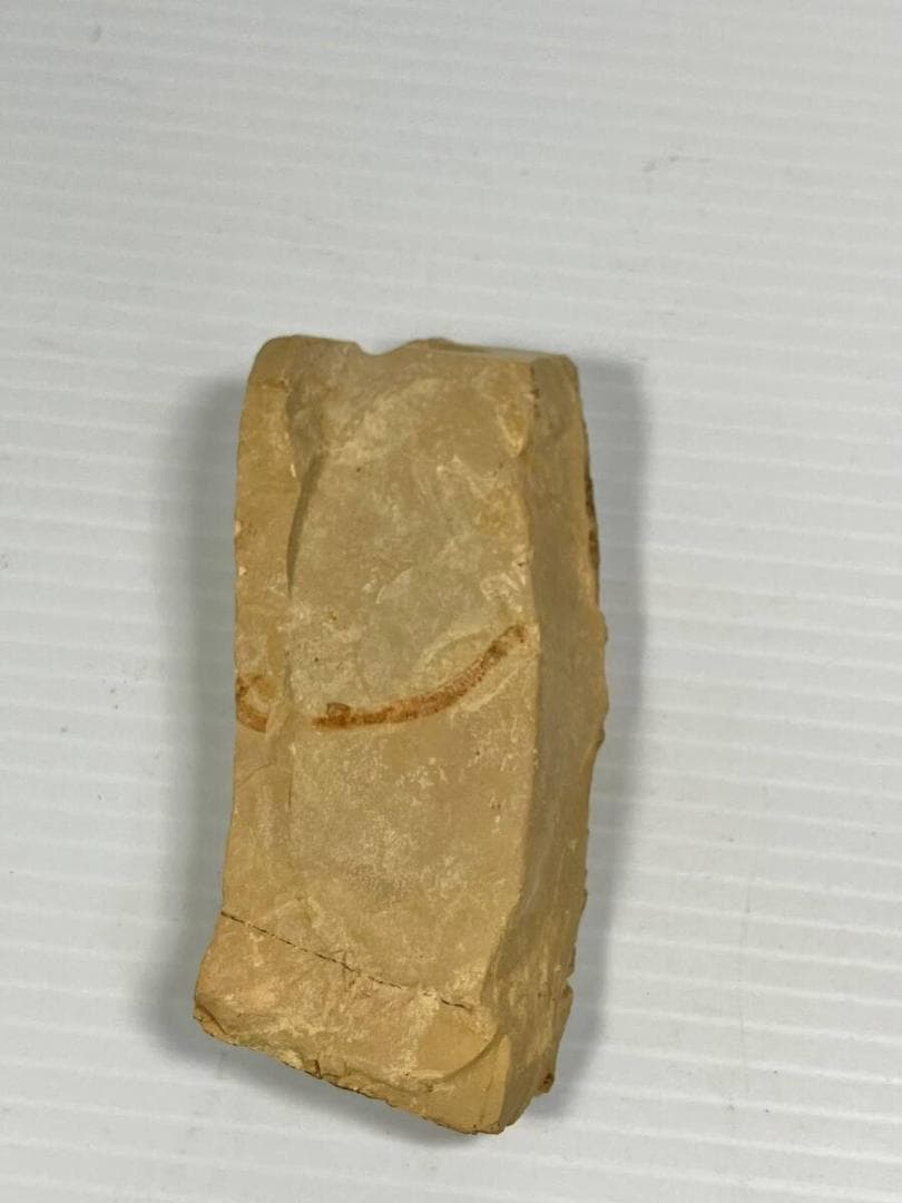 カンブリア紀 Cricocosmia jinningensis 化石