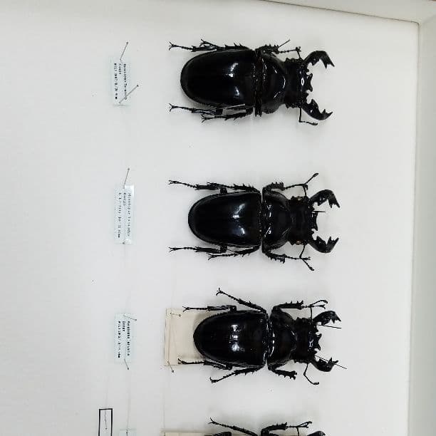 コレクションシリーズタランドゥス、レギュス