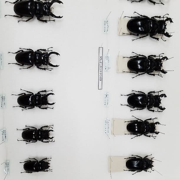 コレクションシリーズタランドゥス、レギュス