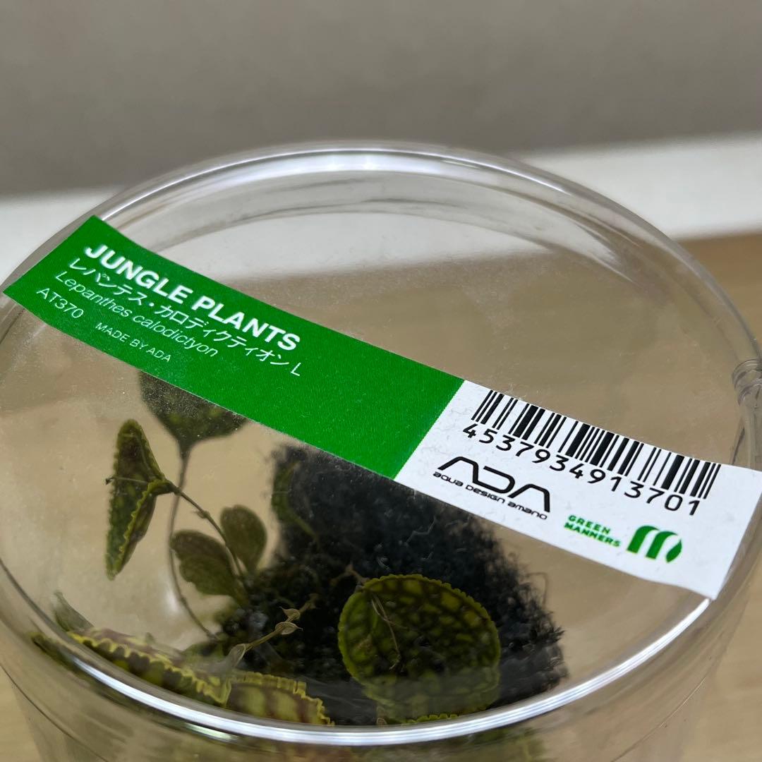 アツ　MARU 95 2個　ADA レパンテス・カロディクティオン 。