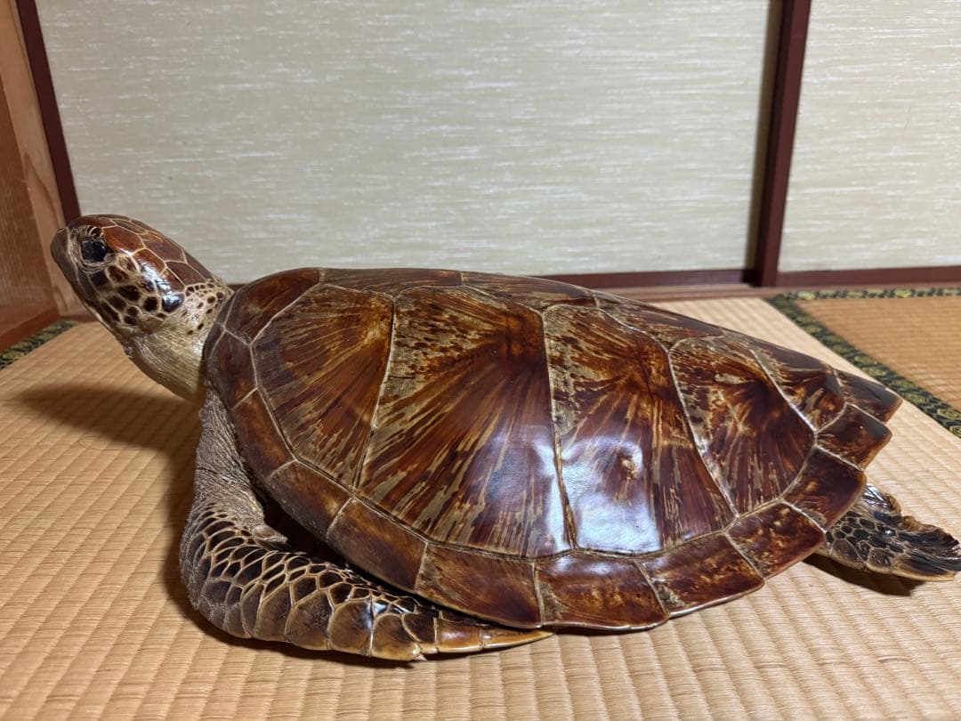 アオウミガメの剥製　国際希少野生動植物種登録票有り　全長60cm全幅40cm程度