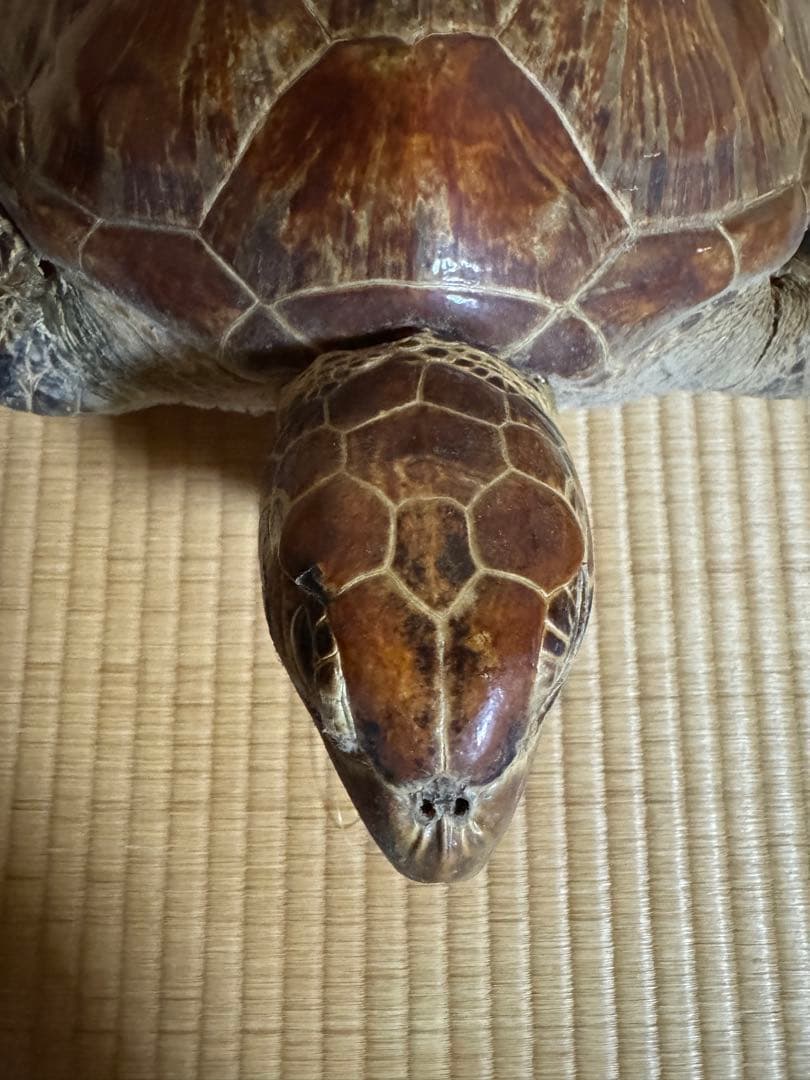 アオウミガメの剥製　国際希少野生動植物種登録票有り　全長60cm全幅40cm程度