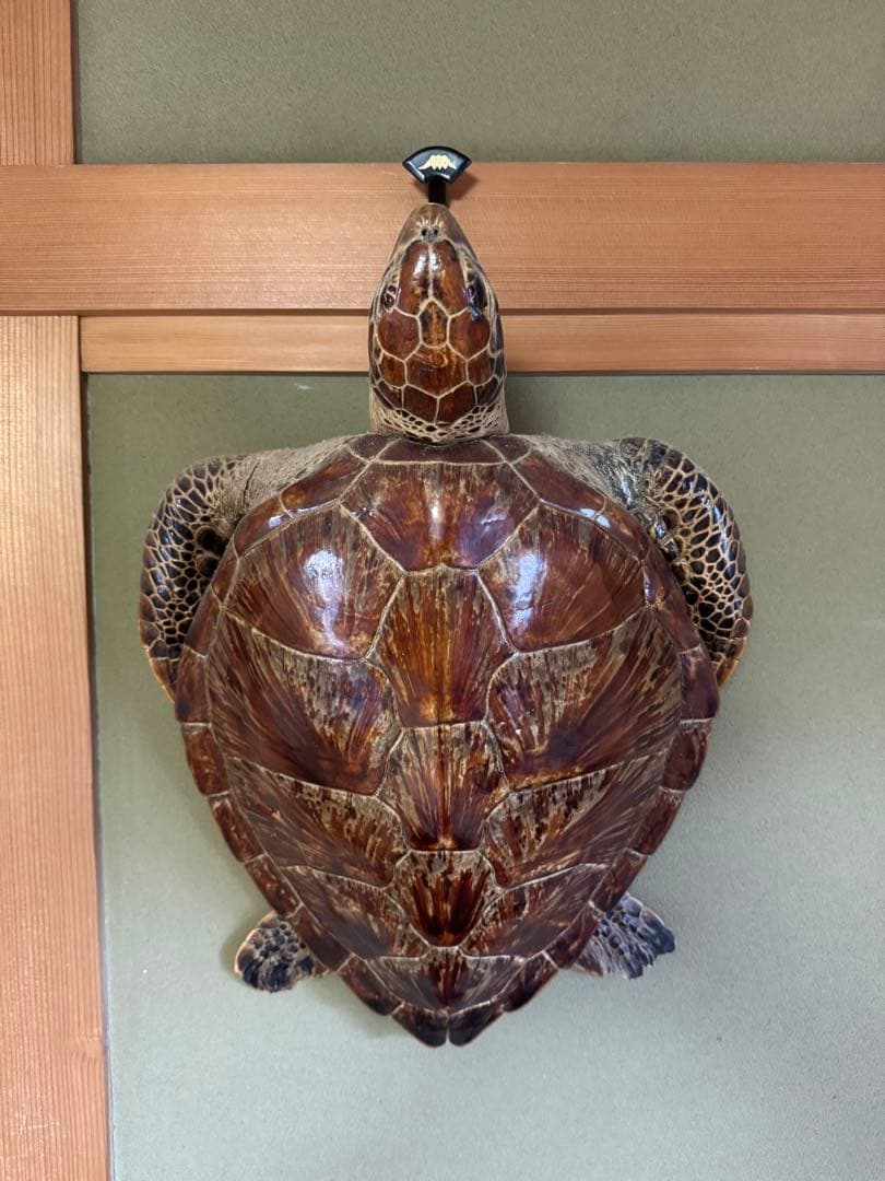 アオウミガメの剥製　国際希少野生動植物種登録票有り　全長60cm全幅40cm程度