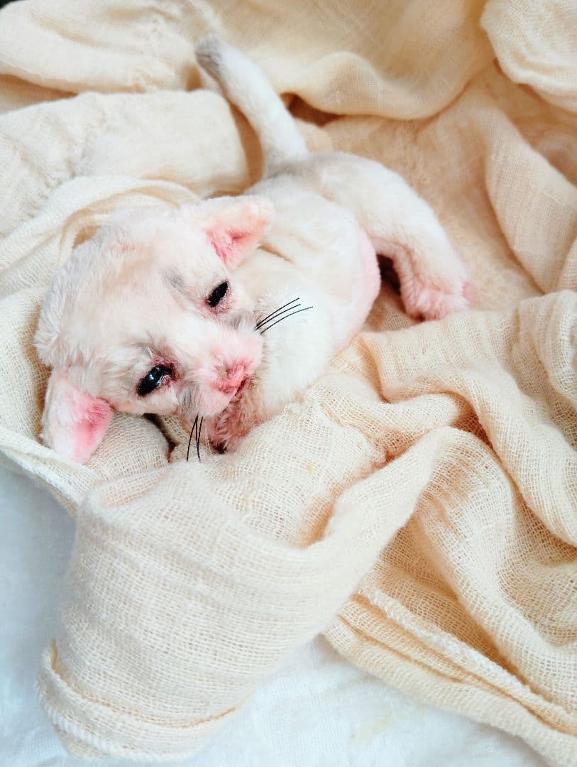 生後１０日♡リアルな子♡フェネック赤ちゃん♡アートドール♡ぬいぐるみ♡