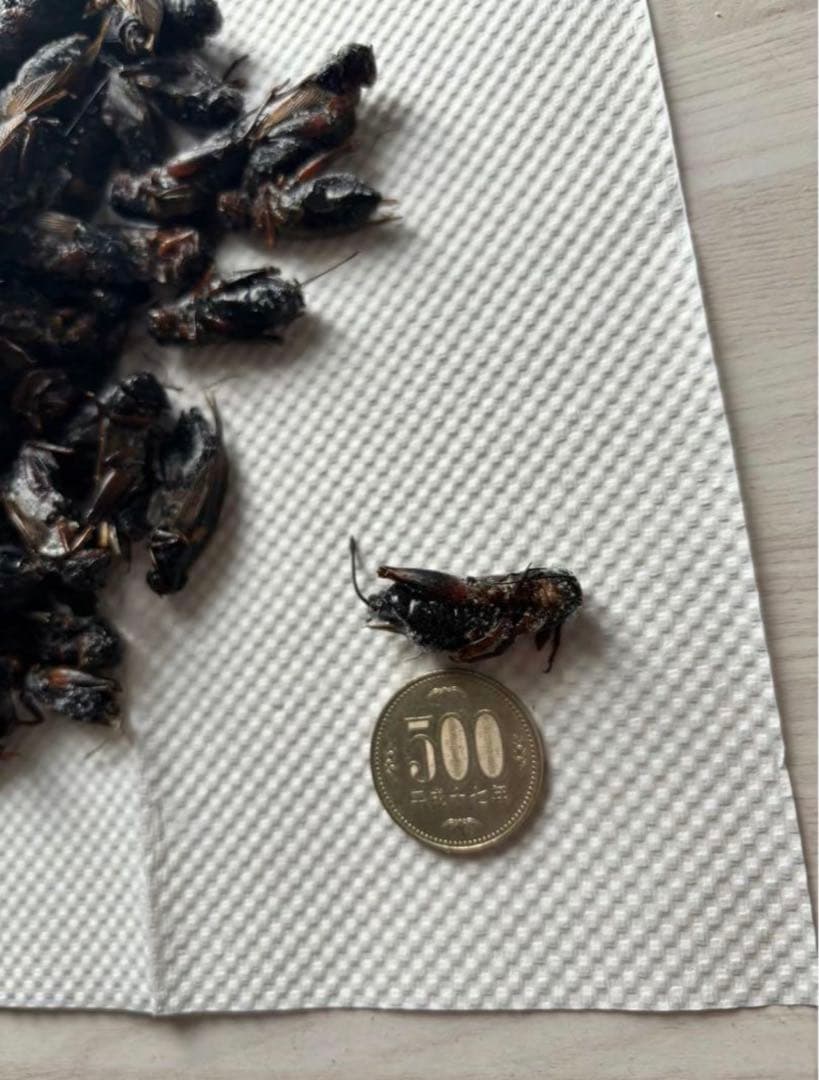 大容量⭐︎国産養殖　乾燥フタホシコオロギ　1kg