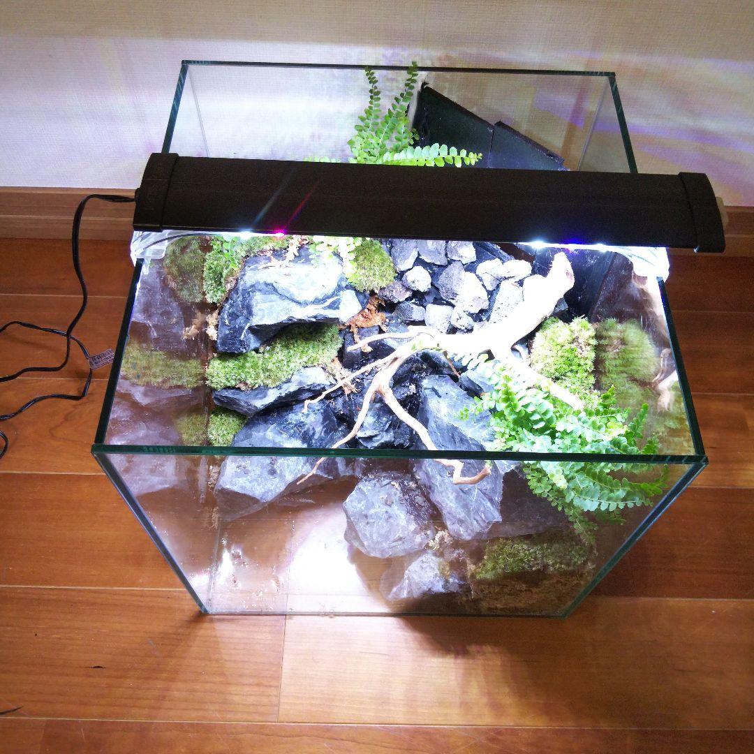 【受注生産】イモリウム 苔テラリウム 滝のあるアクアテラリウム