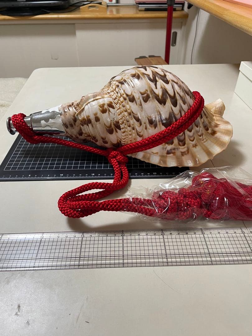 法螺貝②　貝殻　標本