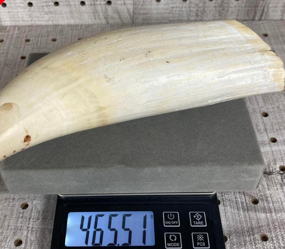 鯨/鯨歯/クジラ/歯/牙/466g