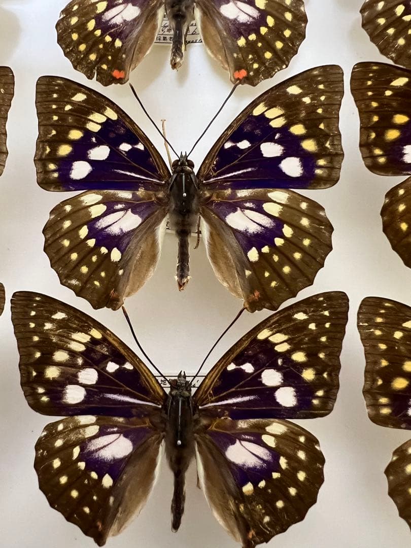 希少蝶の標本オオムラサキ等採取1982/1987等ケース約50x42x6cm