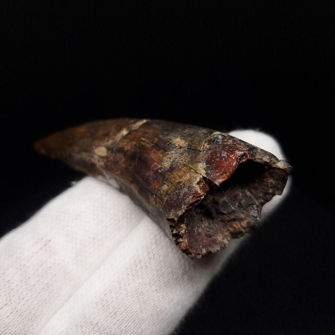 アフロベナトル 歯 化石 本物 二ジェール産 58.23mm fr144