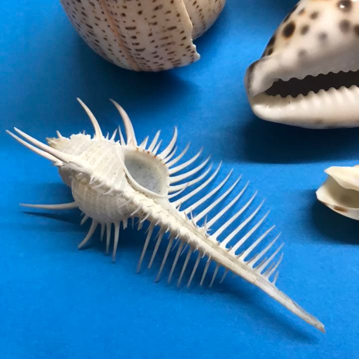 絵画用貝殻10点セット