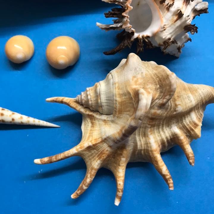 絵画用貝殻10点セット