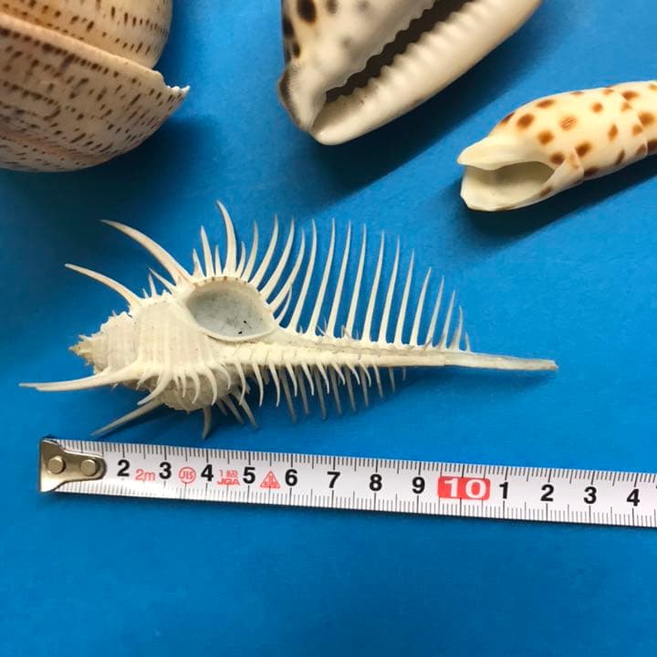 絵画用貝殻10点セット