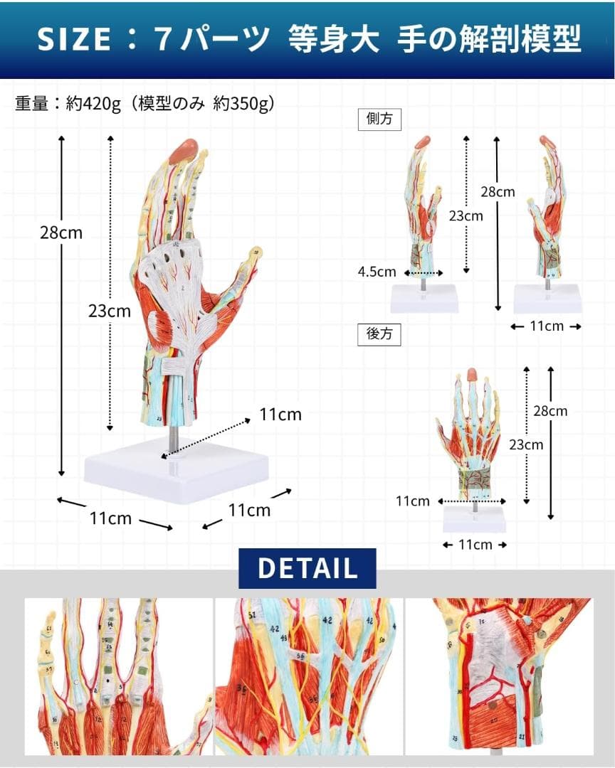 人体模型　手解剖模型 7パーツ分解 等身大 軟部組織付き