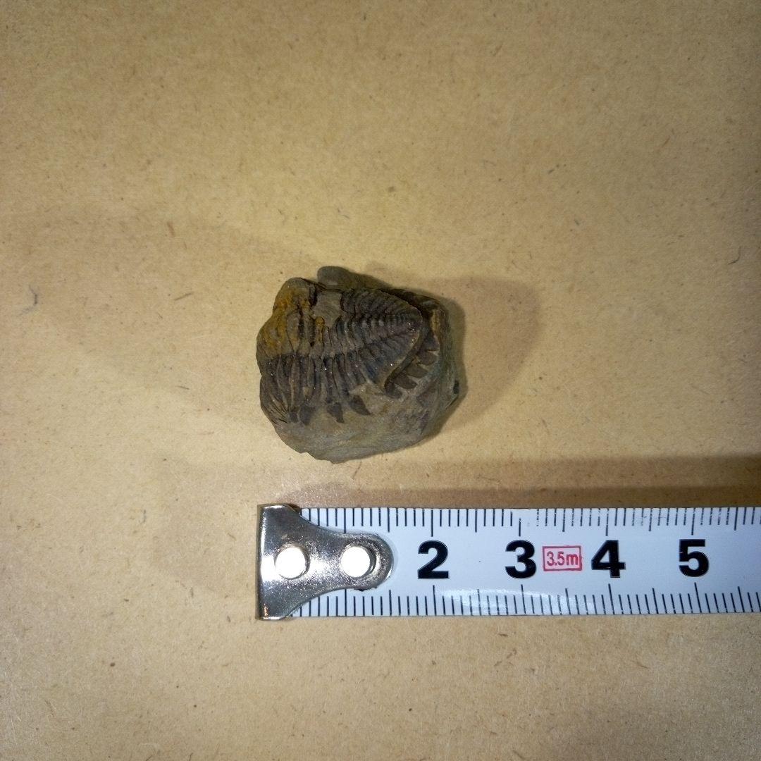 三葉虫　化石　三葉虫化石　究極のレトロ　fossil　ボリビア産　化石管理番号⑭