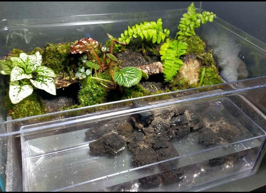 隠れ家のある苔テラリウム飼育ケース、カエル、イモリ、取り外し可、掃除楽、足場あり