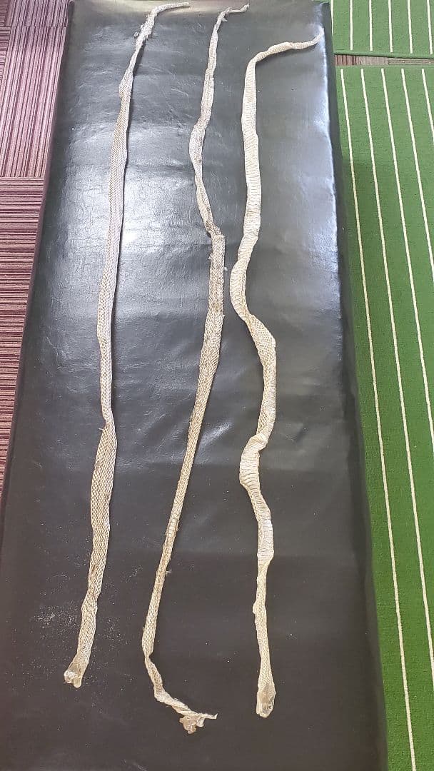 蛇の抜け殻(アオダイショウ)