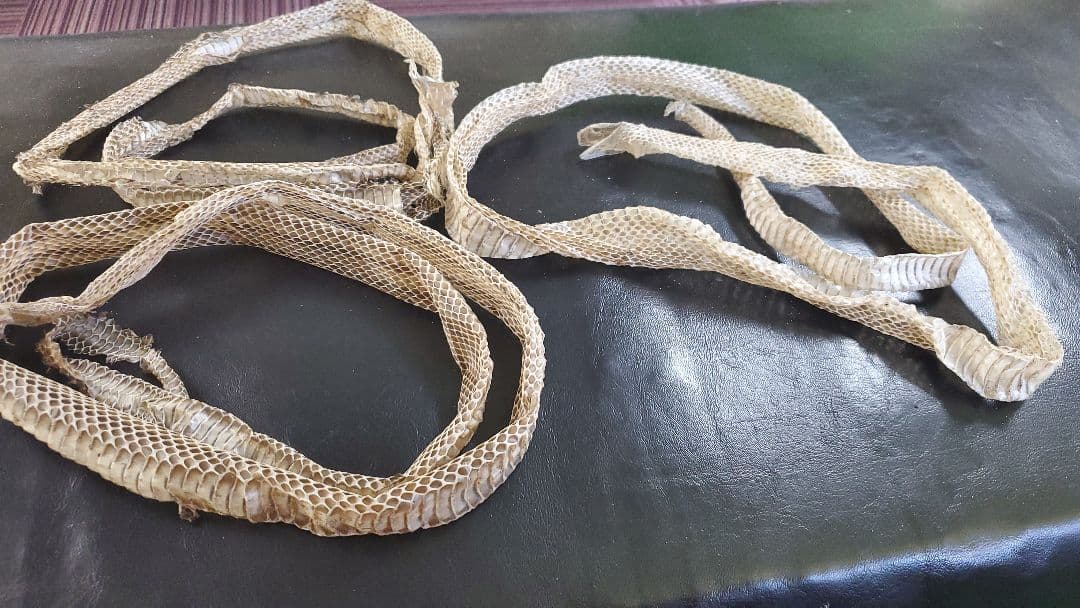 蛇の抜け殻(アオダイショウ)