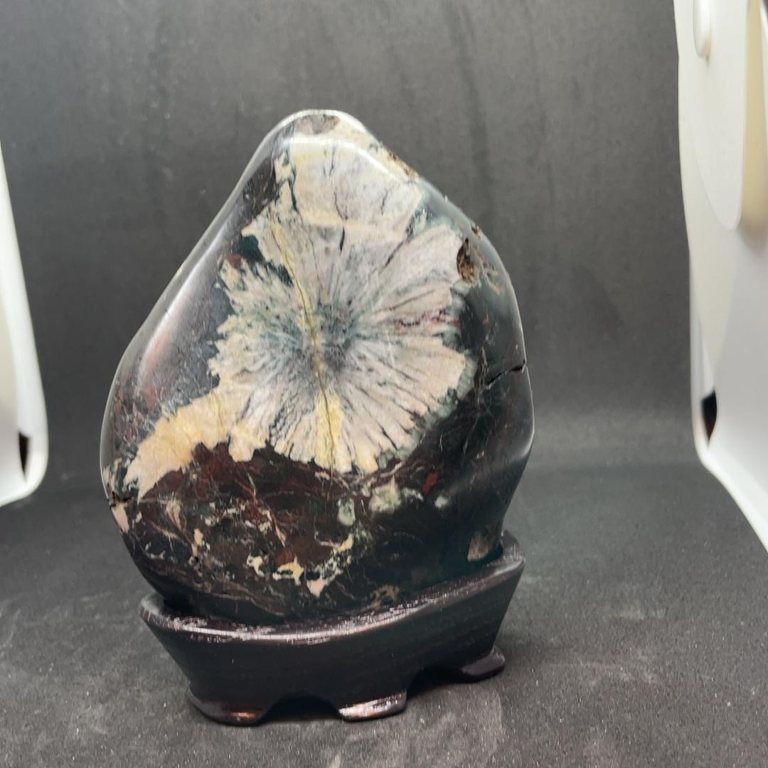 根尾谷産菊花石　立札、台座つき