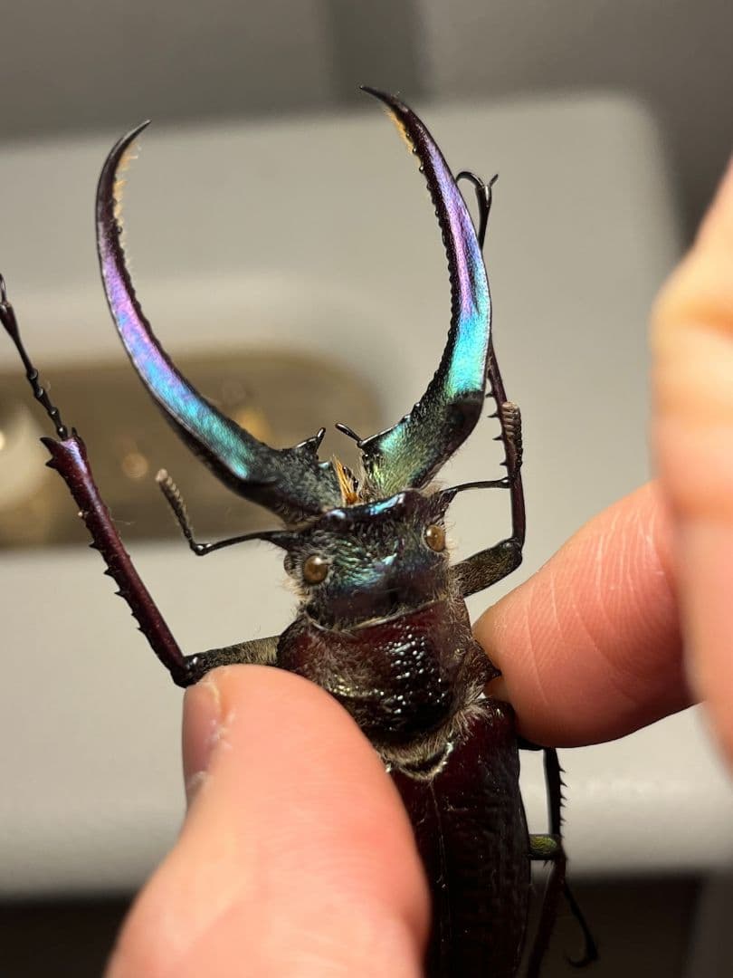 【顎MAZIORA】ギガンテウスシワバネクワガタ 昆虫標本 ニジイロクワガタ