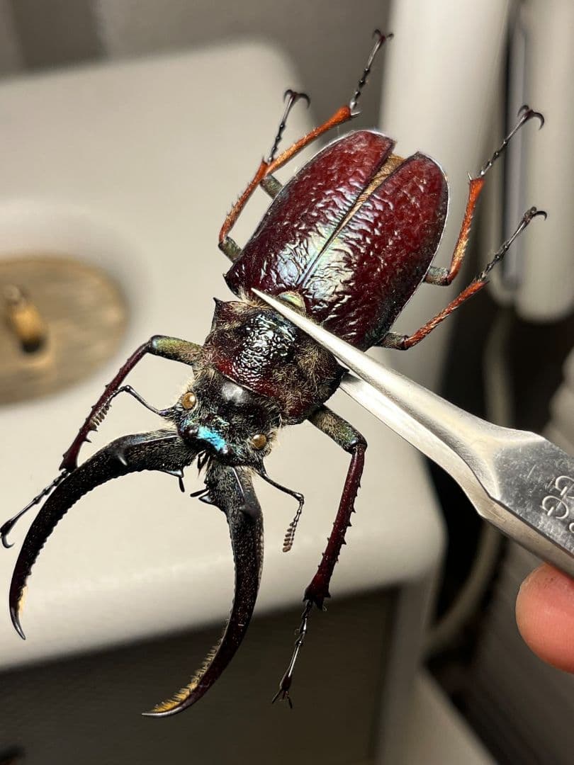 【顎MAZIORA】ギガンテウスシワバネクワガタ 昆虫標本 ニジイロクワガタ