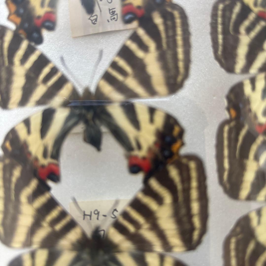 蝶の標本 木製フレーム入り