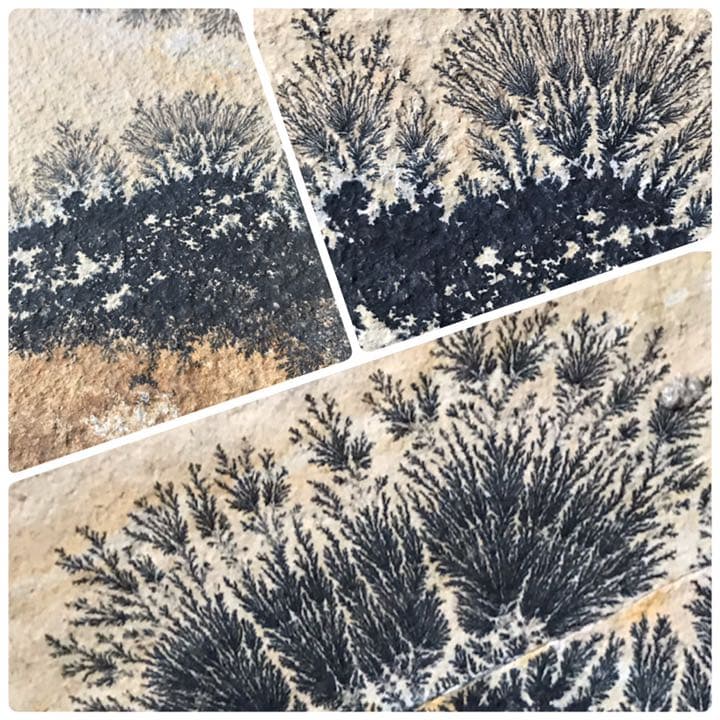 永久に枯れない樹木を封じ込めた石　樹形石(しのぶ石)  Dendrite