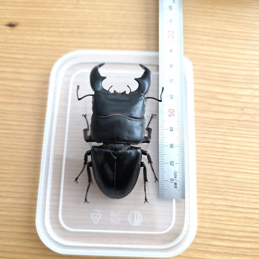 スマトラヒラタクワガタ 標本 80mm