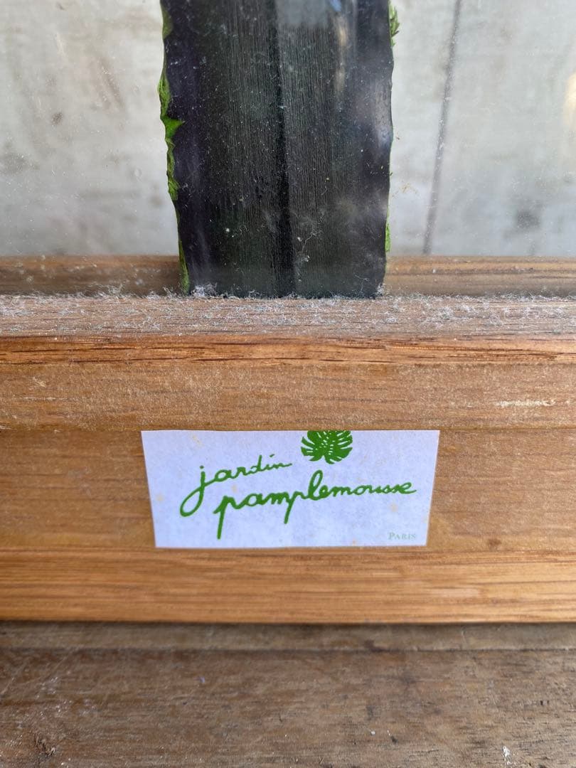 【希少＊限定品】jardin pamplemousse 植物アート 木製フレーム