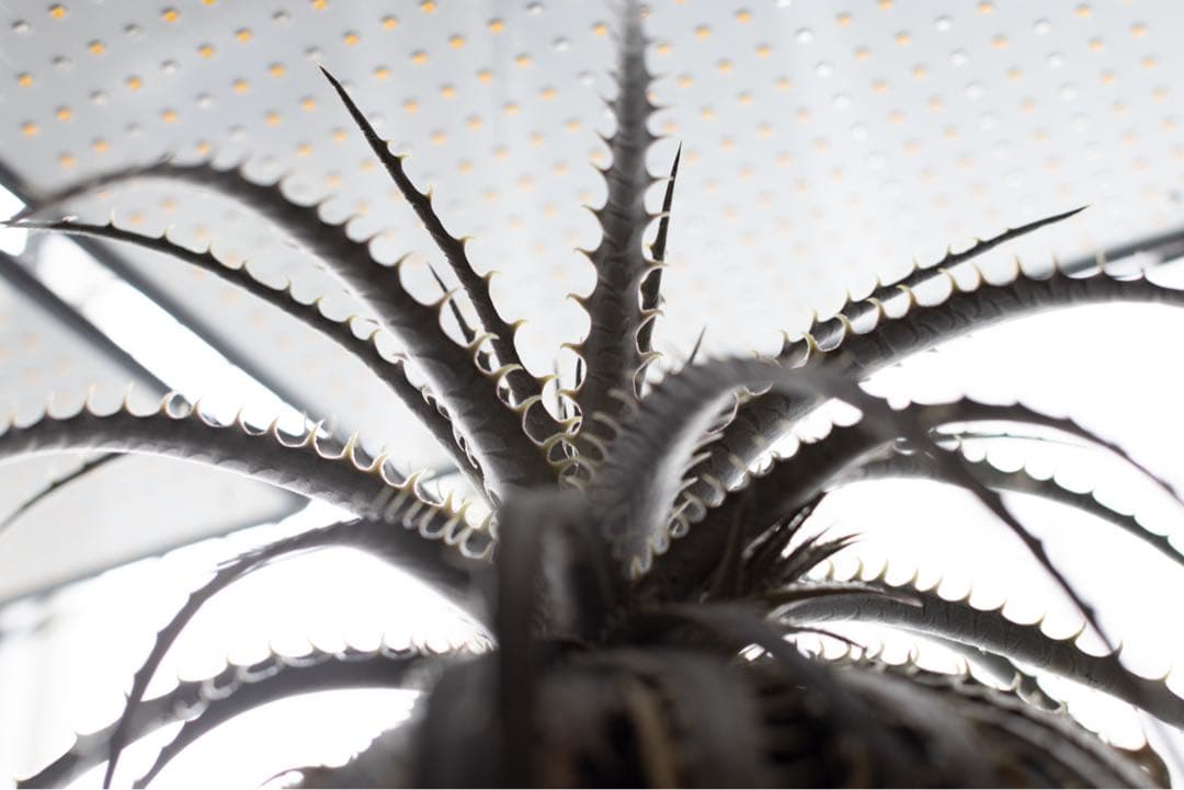 Canon（キヤノン）EF 50 MM F 1.2 L USM レンズのみ