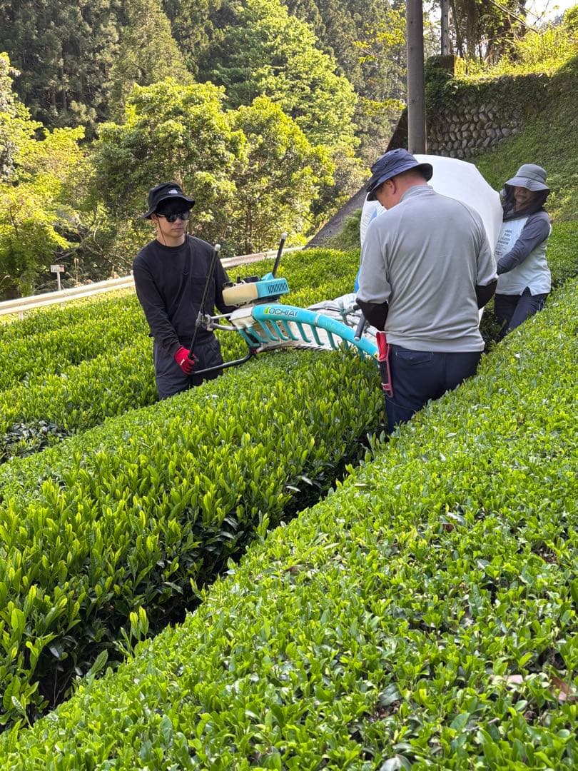 令和７年度新茶