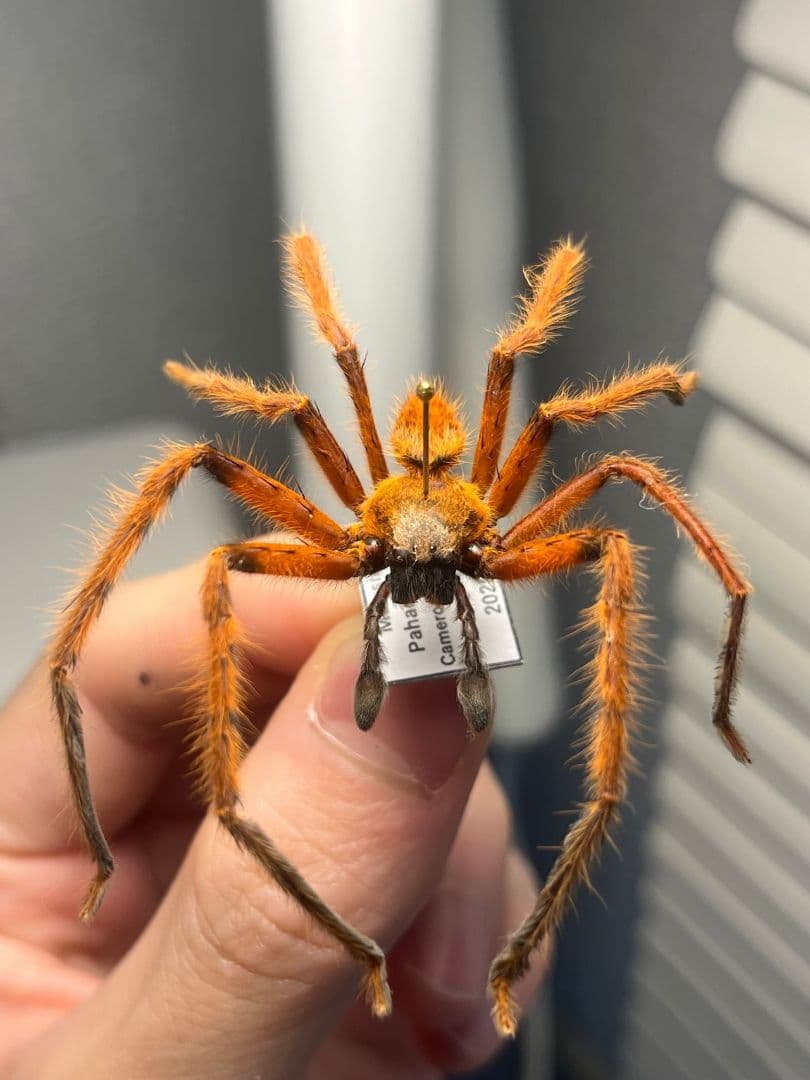 【標本】ラスティレッドハンツマン トゥルースパイダーマンティスムカデセンチピード