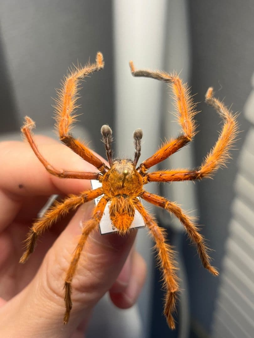 【標本】ラスティレッドハンツマン トゥルースパイダーマンティスムカデセンチピード