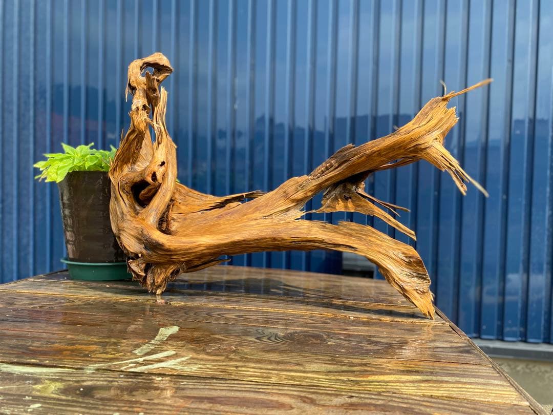 特大 良型 流木 A801 ホーンウッド