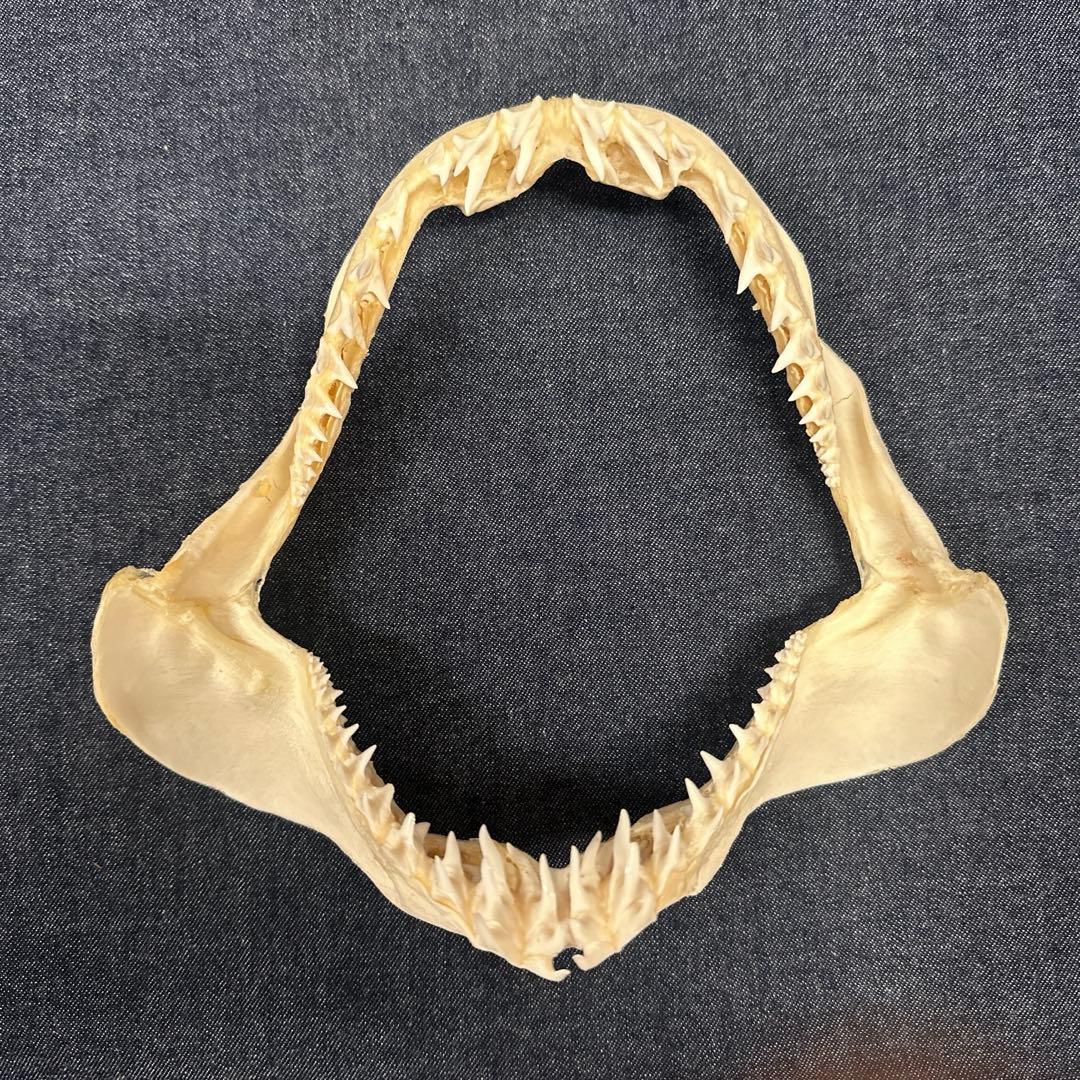 【本物】アオザメ骨格標本/マコシャーク Mako Shark