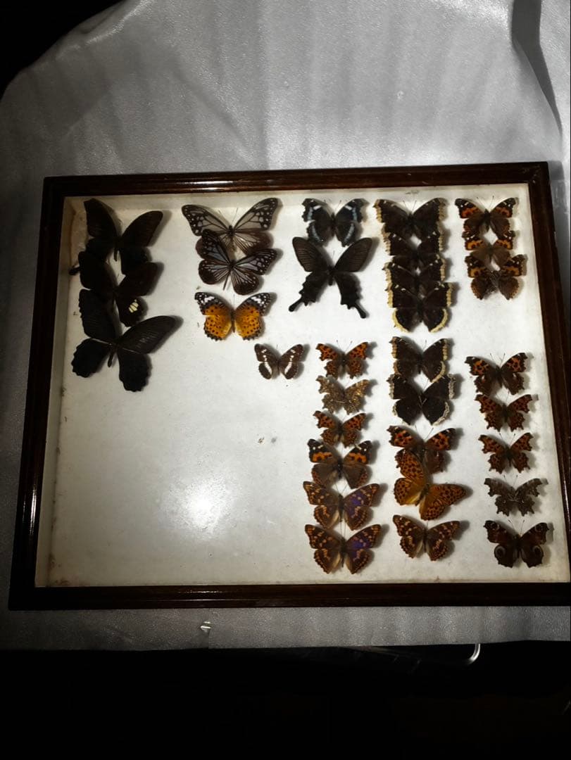 蝶　昆虫　カブトムシ　クワガタなどの標本　３つセット